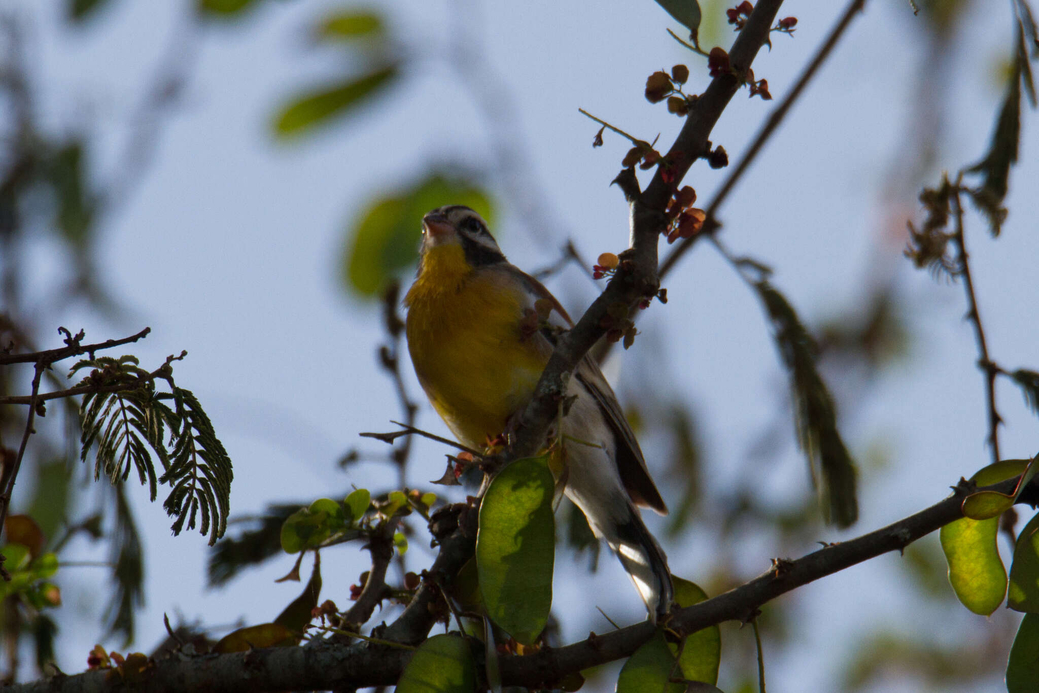 Imagem de Emberiza flaviventris Stephens 1815