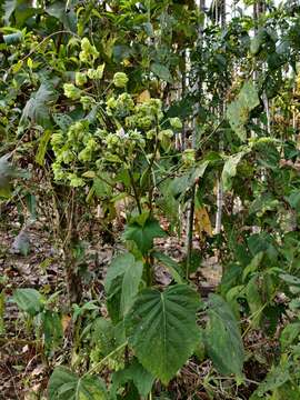 Image of Clerodendrum infortunatum L.