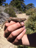 Image of Southern Sagebrush Lizard