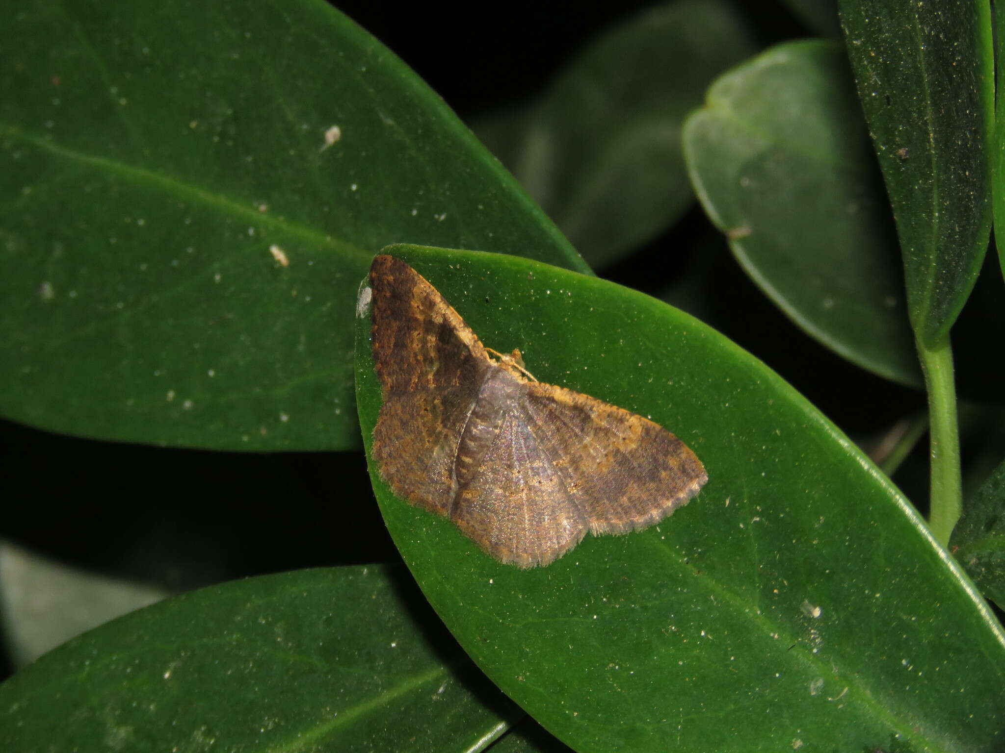 Image of Peratophyga crista Jiang, Xue & Han