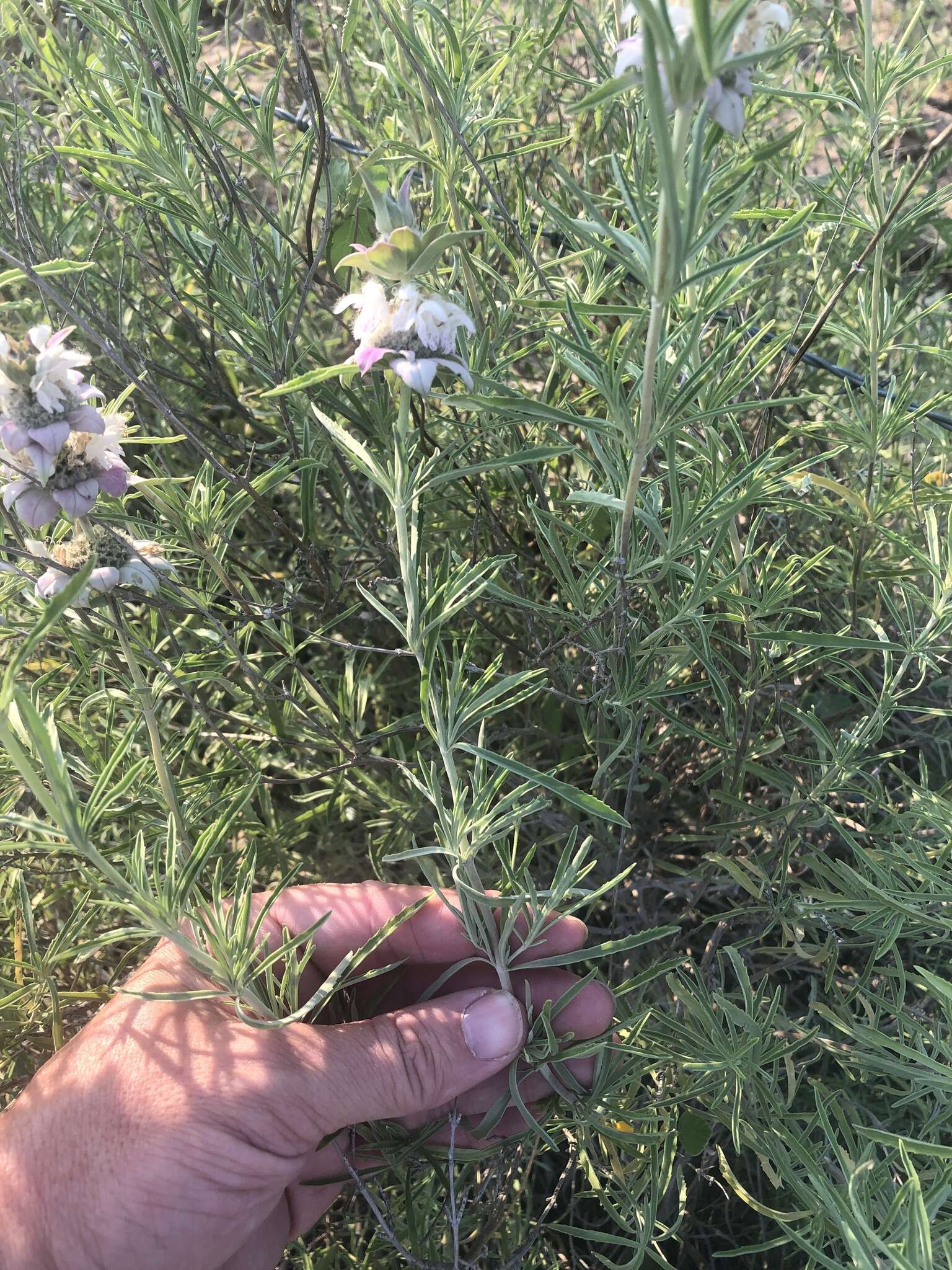 Image of spotted beebalm