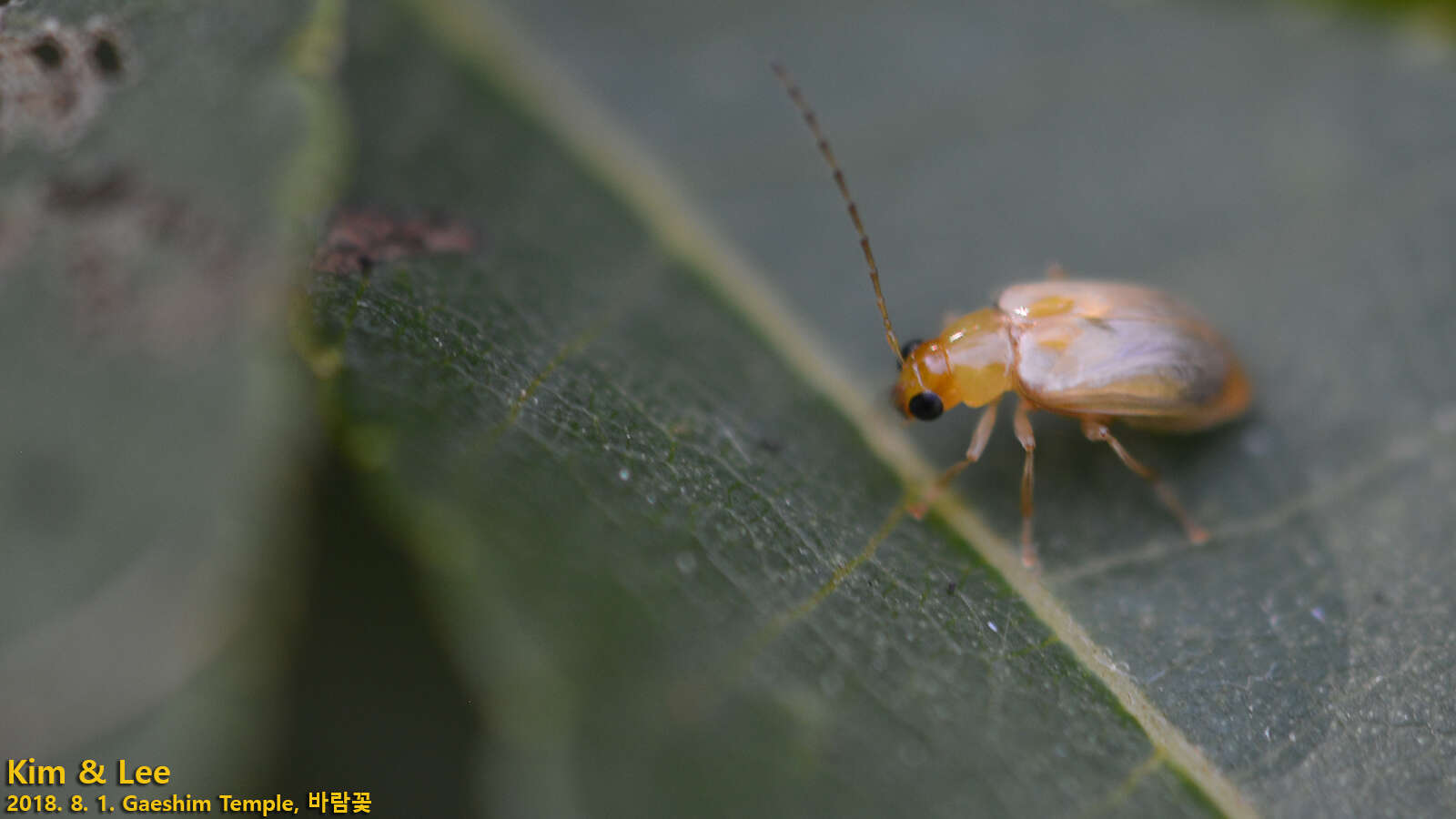 Plancia ëd <i>Monolepta shirozui</i>