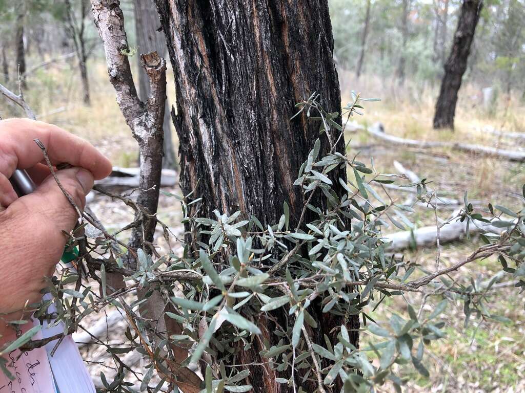 Image of Leptospermum brevipes F. Müll.