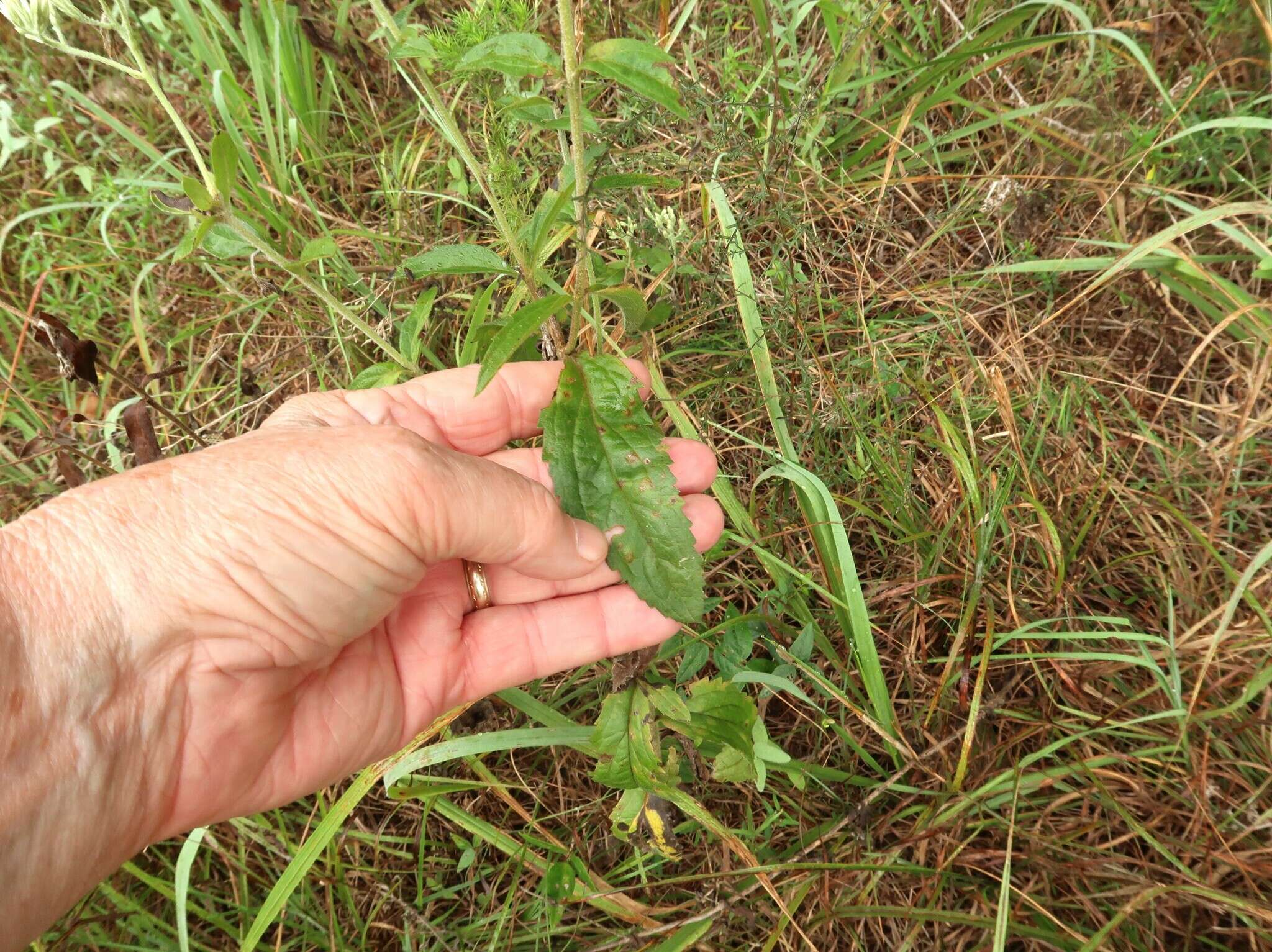 Eupatorium sullivaniae E. E. Schill.的圖片