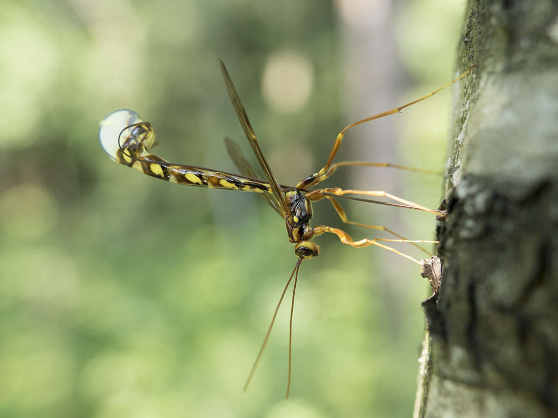 Image of Megarhyssa perlata (Christ 1791)