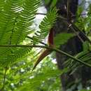 Image of Vachellia mayana (Lundell) Seigler & Ebinger