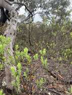 Plancia ëd Leucopogon muticus R. Br.