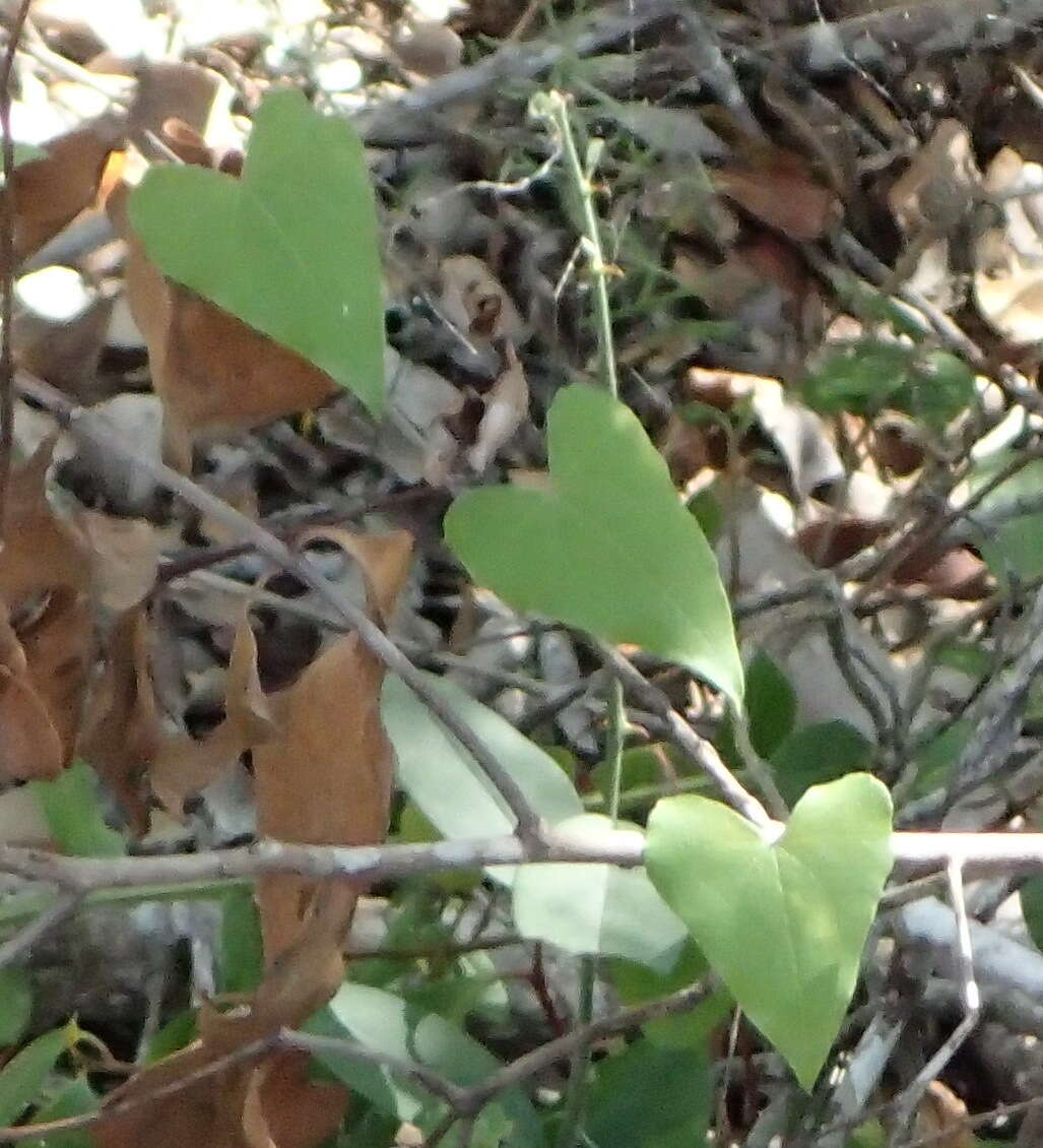 Image of Dioscorea mundii Baker