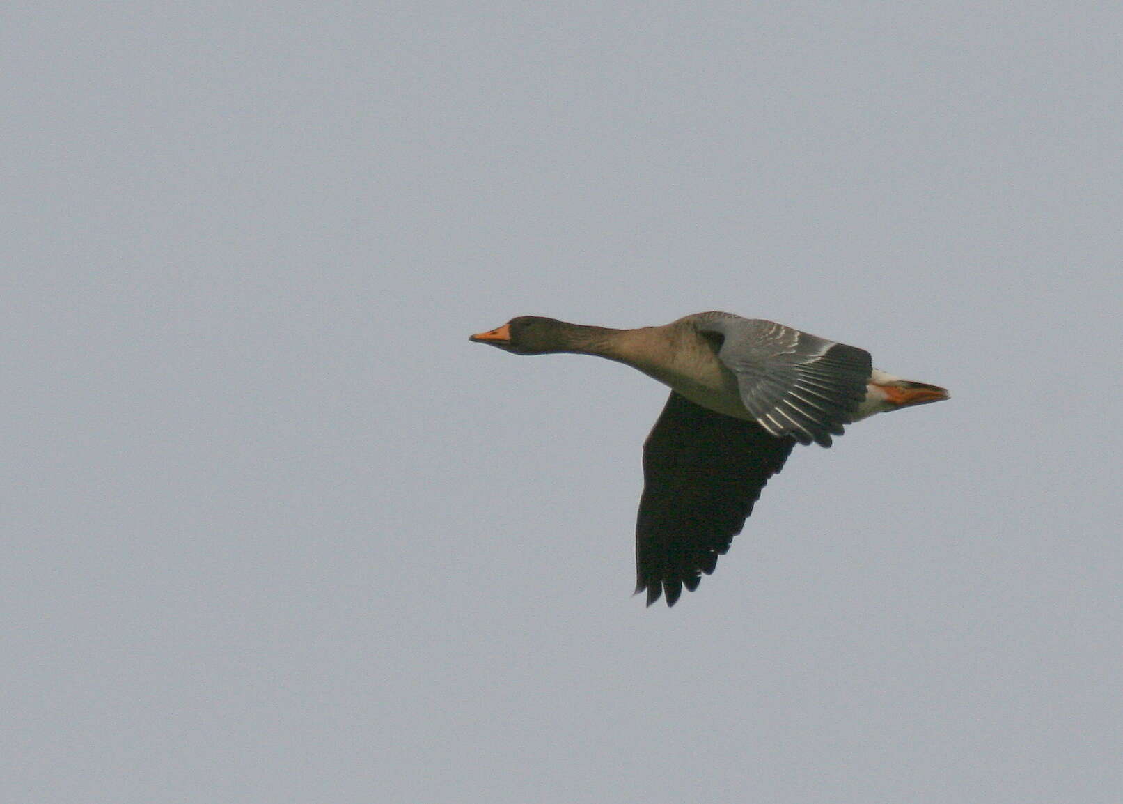 Image of Taiga Bean Goose