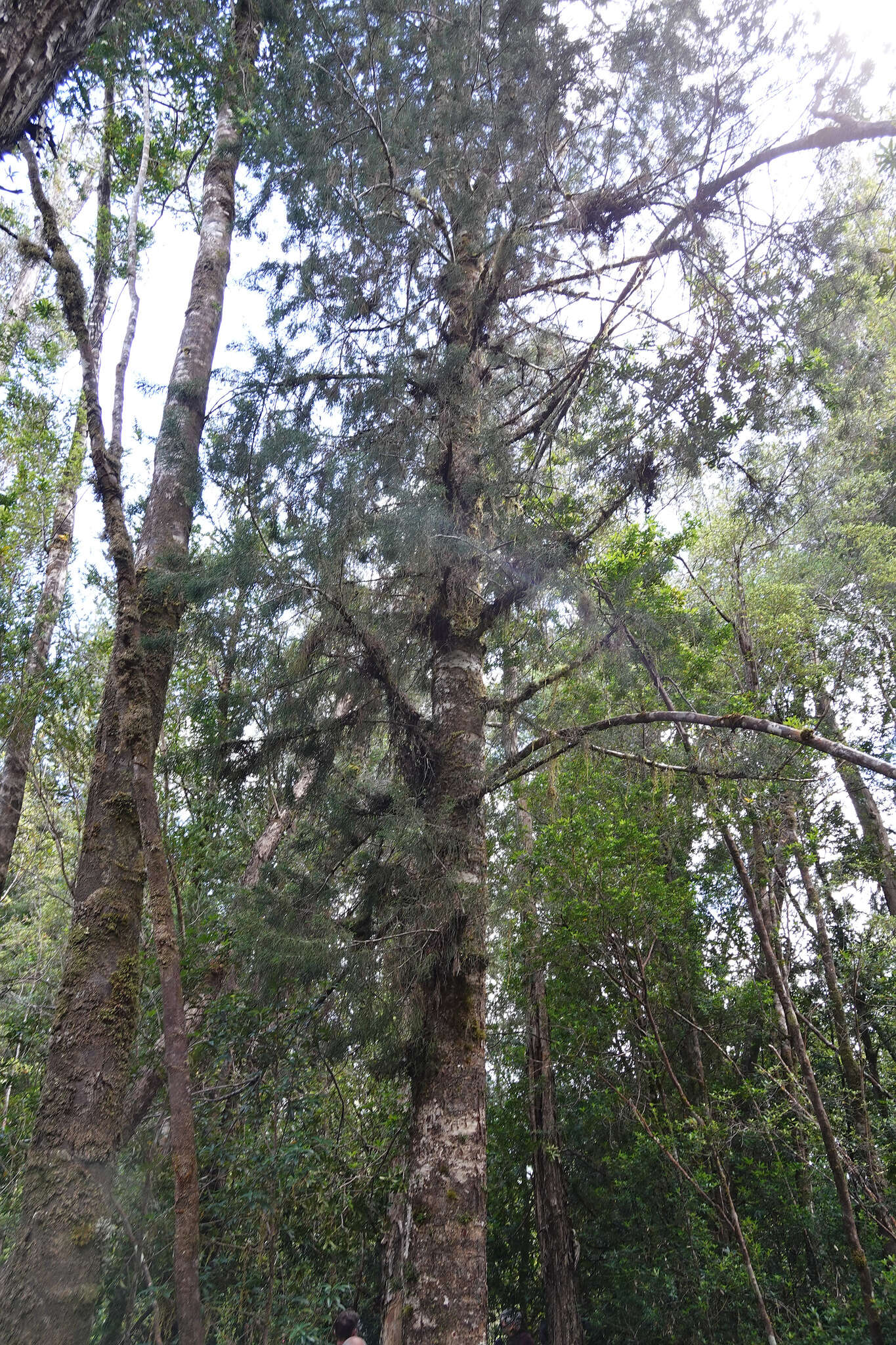 Image of Huon pine