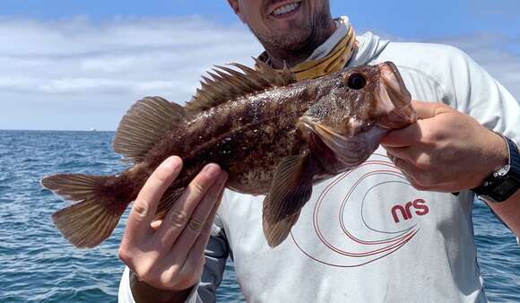 Image of Brown rockfish