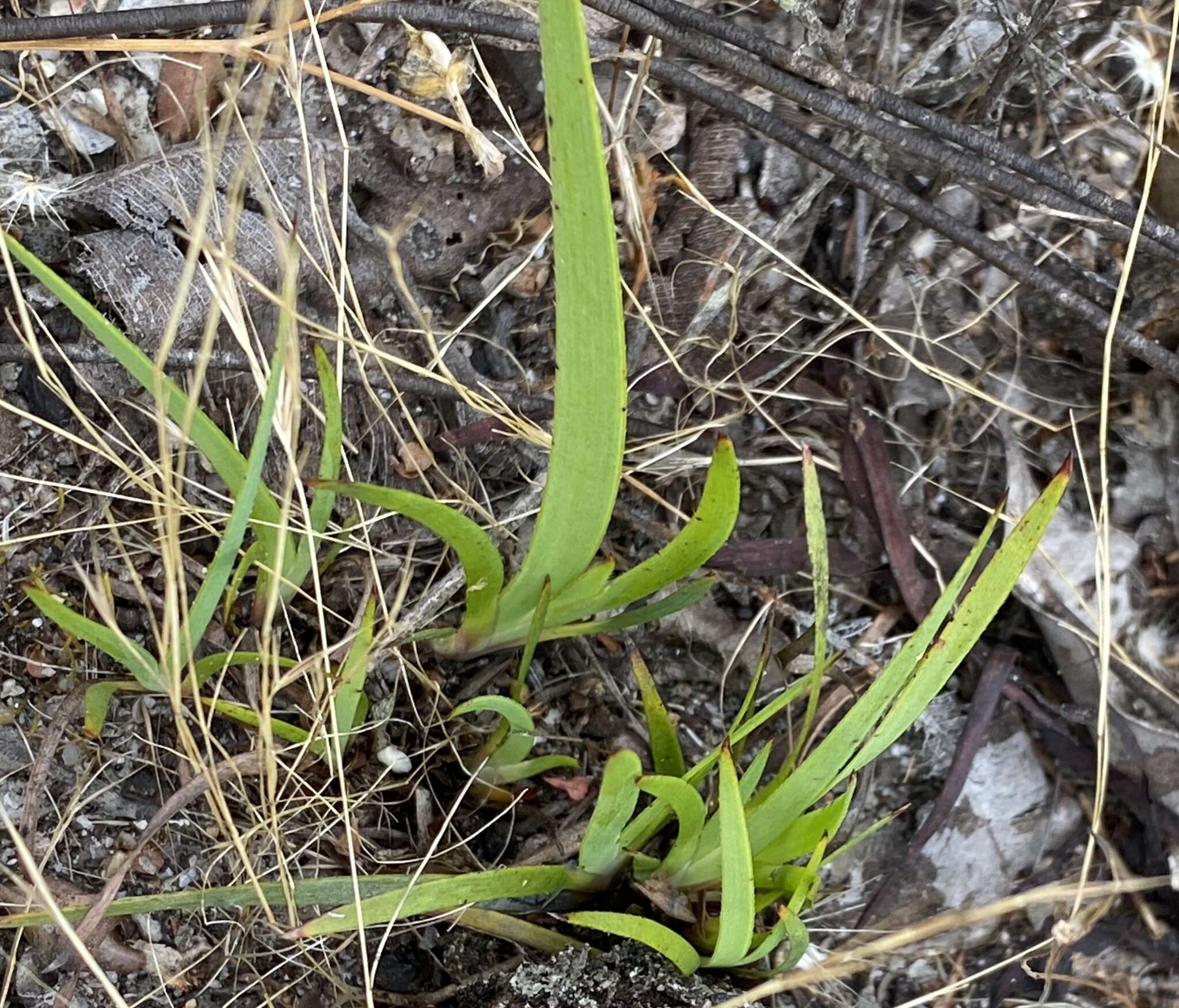 Image of Conostylis misera Endl.