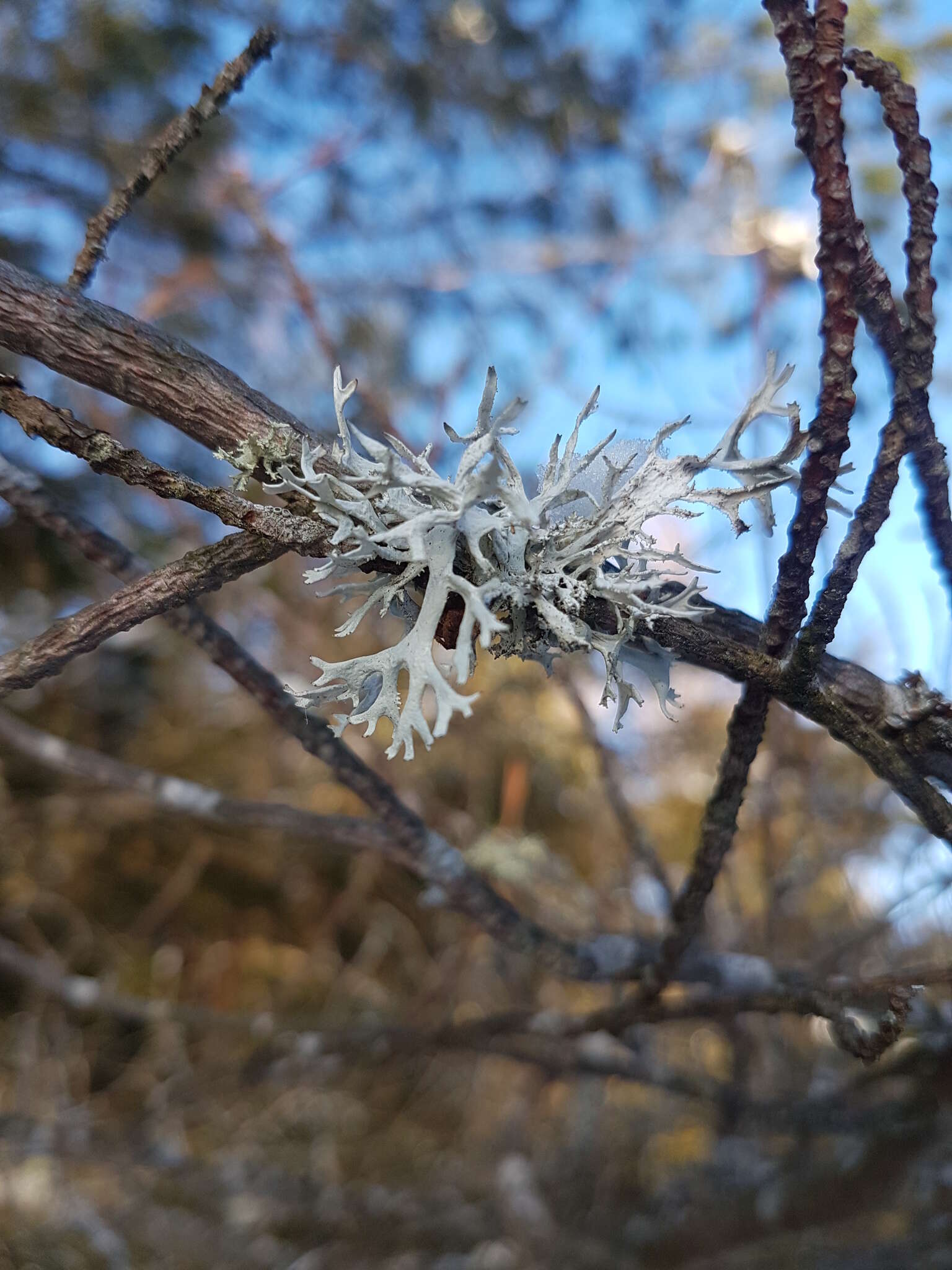 Image of light and dark lichen