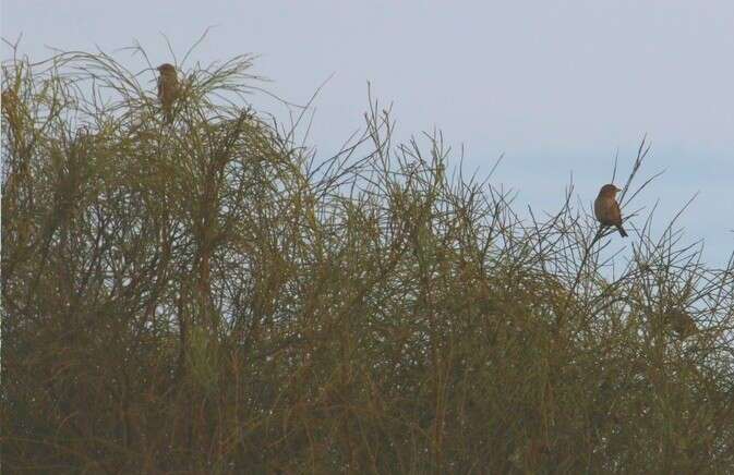 صورة Passer domesticus balearoibericus Jordans 1923