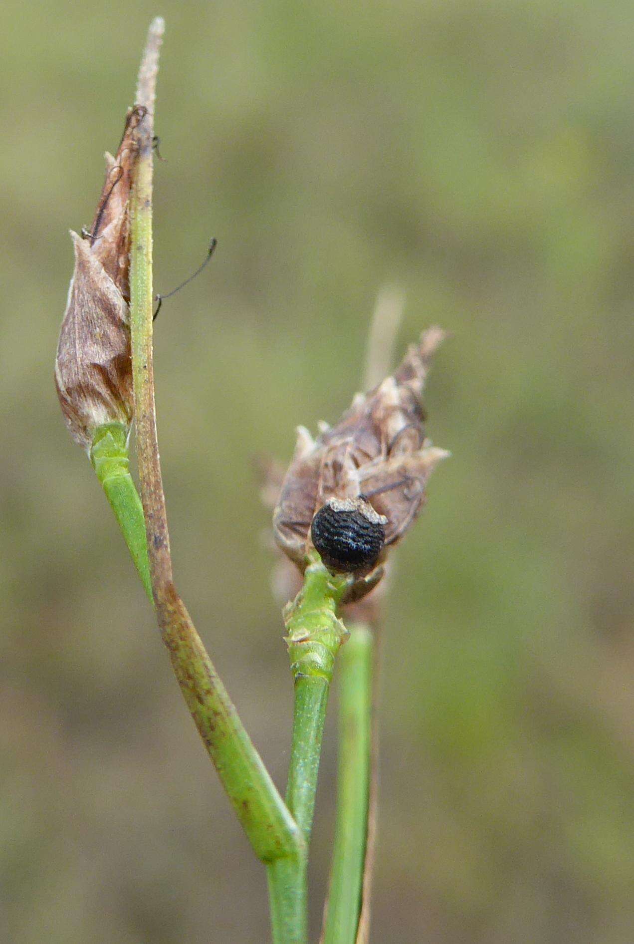 Rhynchospora eximia (Nees) Boeckeler的圖片