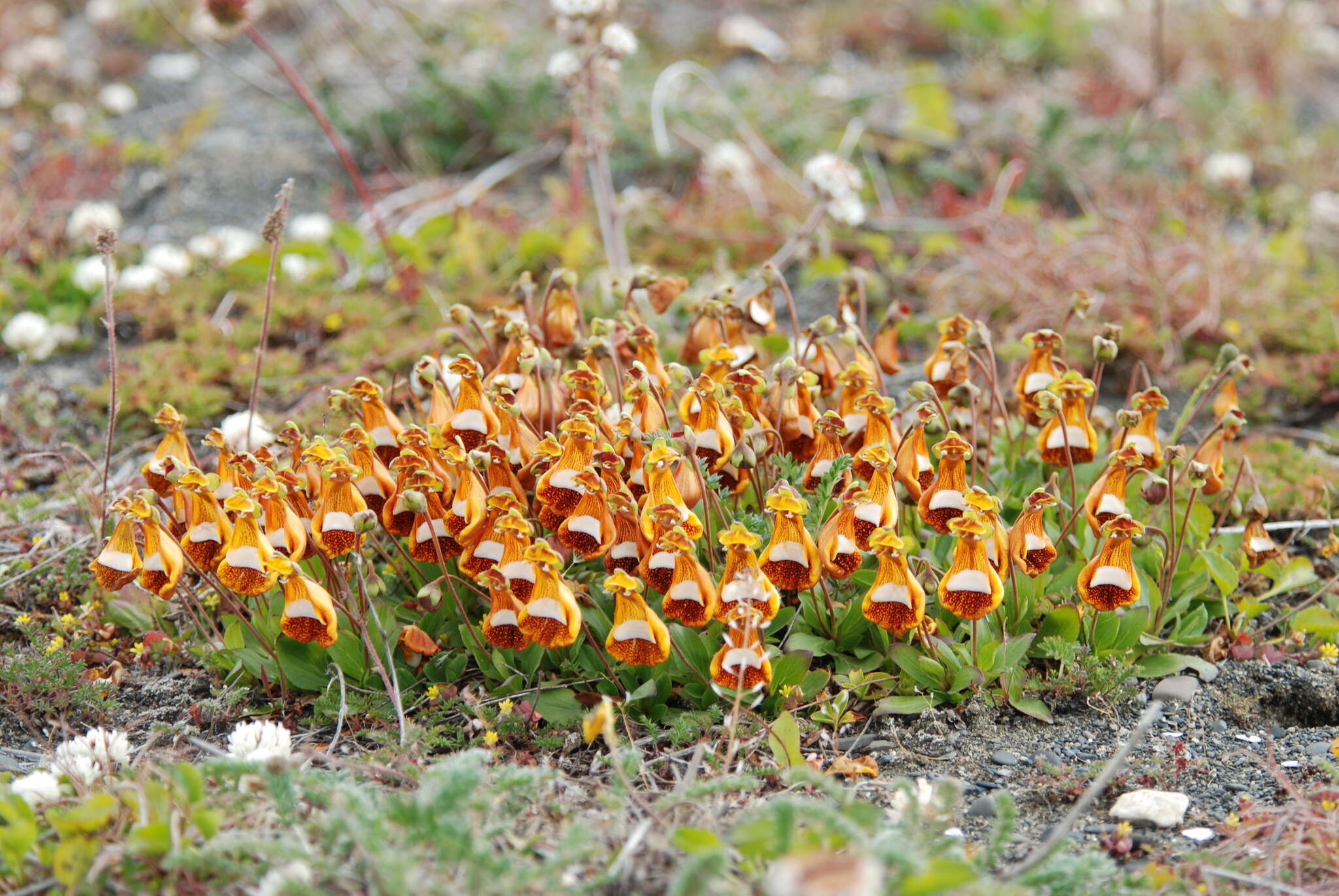 Image of Calceolaria uniflora Lam.