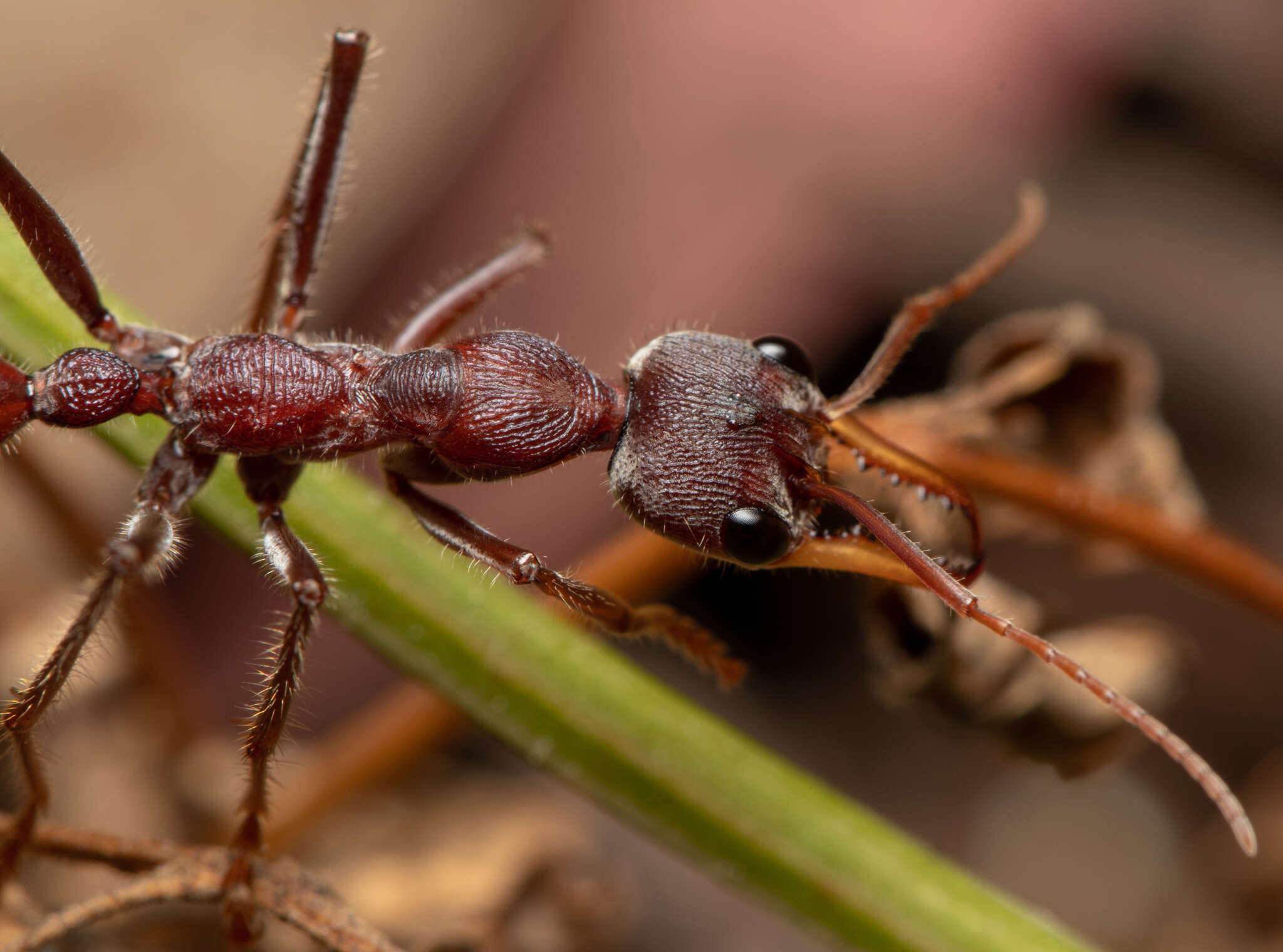 صورة Myrmecia flavicoma Roger 1861