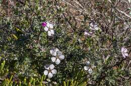 Sivun Leptospermum sericeum Labill. kuva