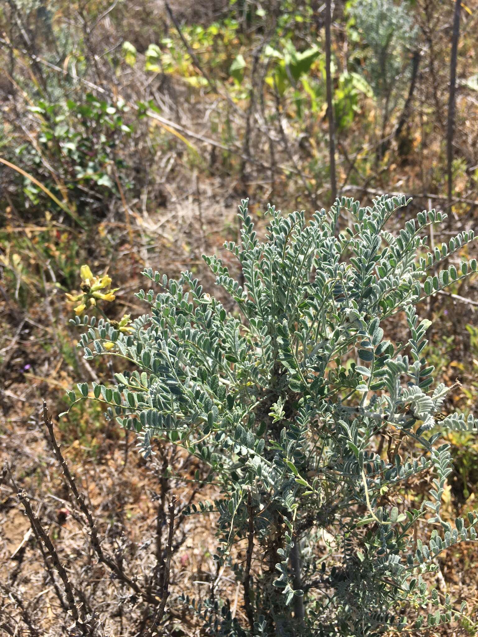 Image of San Clemente Island milkvetch