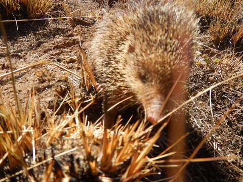 Image of Tenrec Lacépède 1799