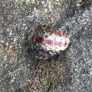 Image of polished nerite