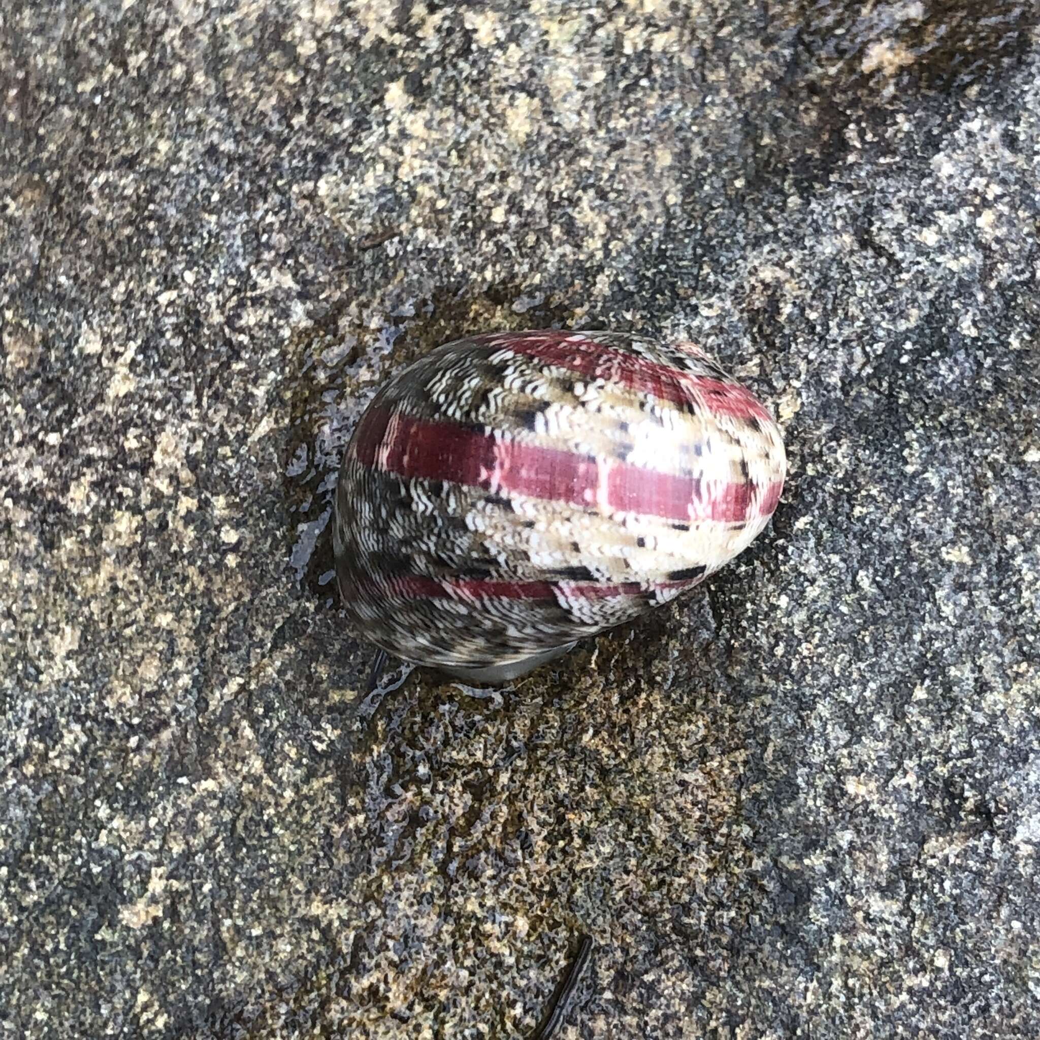 Image of polished nerite