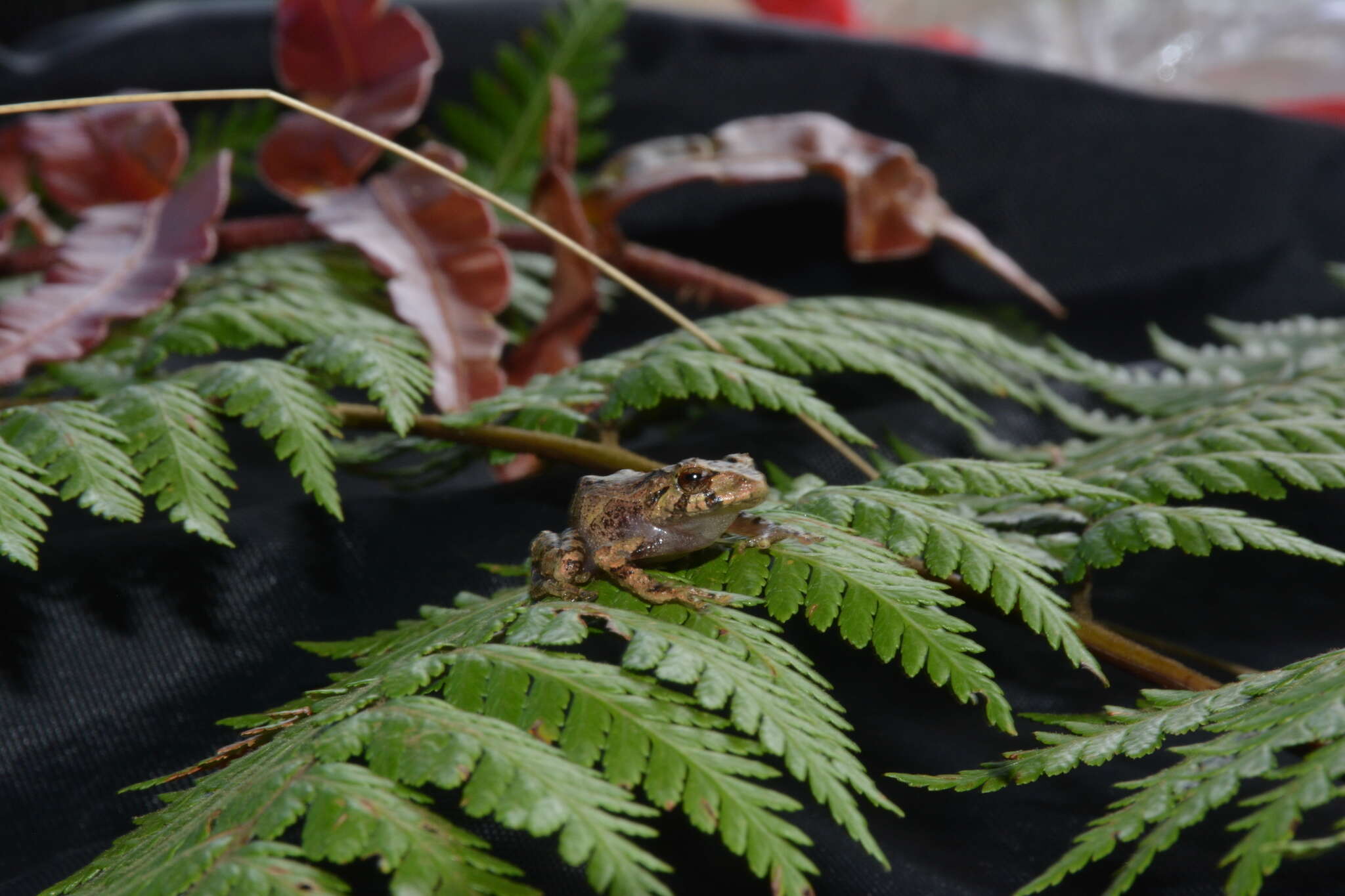 Image of Pristimantis paisa (Lynch & Ardila-Robayo 1999)