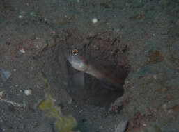 Image of Dorsalspot shrimpgoby