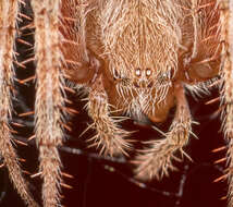 Image of Hentz's Orbweaver