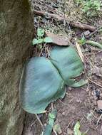 Imagem de Haemanthus deformis Hook. fil.