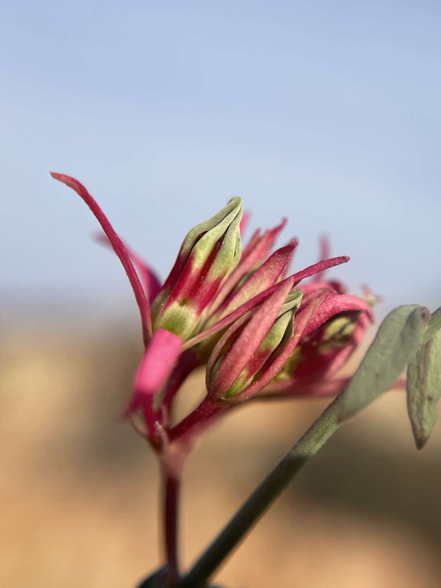 Image of Microloma calycinum E. Mey.