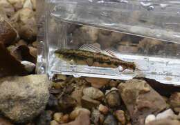 Image of Firebelly darter