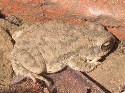 Image of Indus Valley Toad