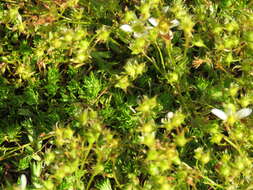 Image of Saxifraga hypnoides L.