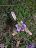 Image of Campanula komarovii Maleev