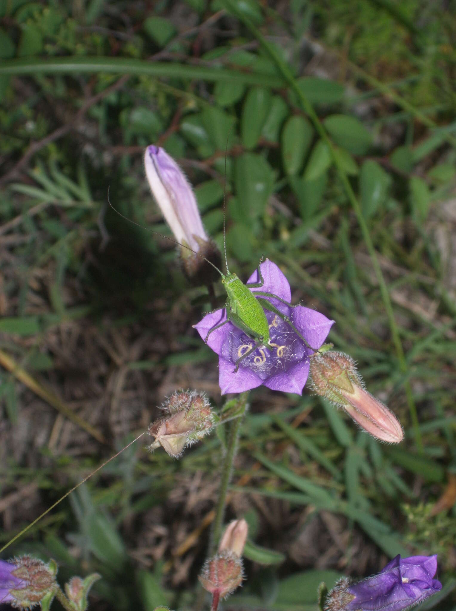 Image of Campanula komarovii Maleev