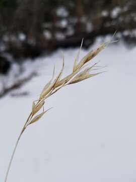 Image of Parry's oatgrass