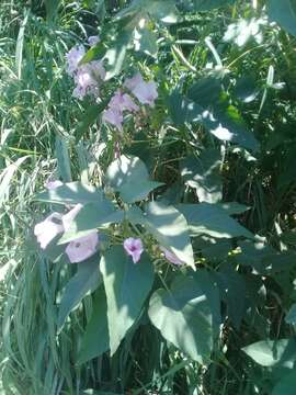 Слика од Ipomoea carnea Jacq.