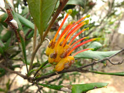 Image of Grevillea ilicifolia (R. Br.) R. Br.