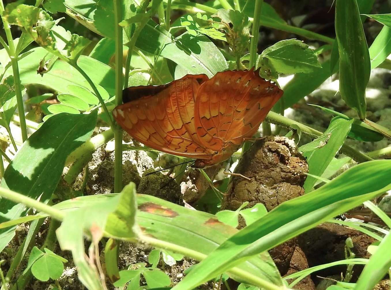 Image of Charaxes marmax Westwood 1848