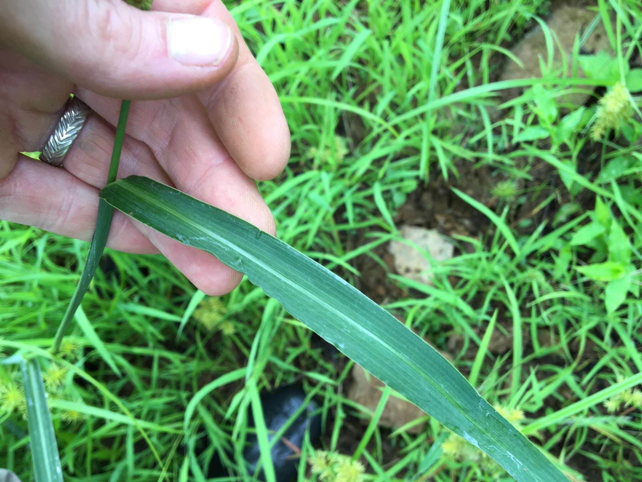 Plancia ëd Echinochloa muricata (P. Beauv.) Fernald