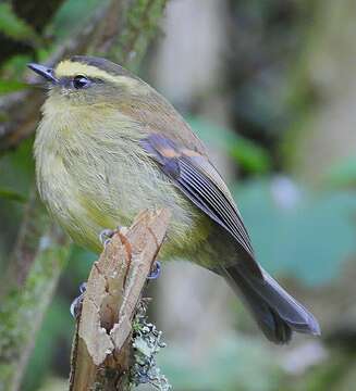 Silvicultrix diadema (Hartlaub 1843)的圖片