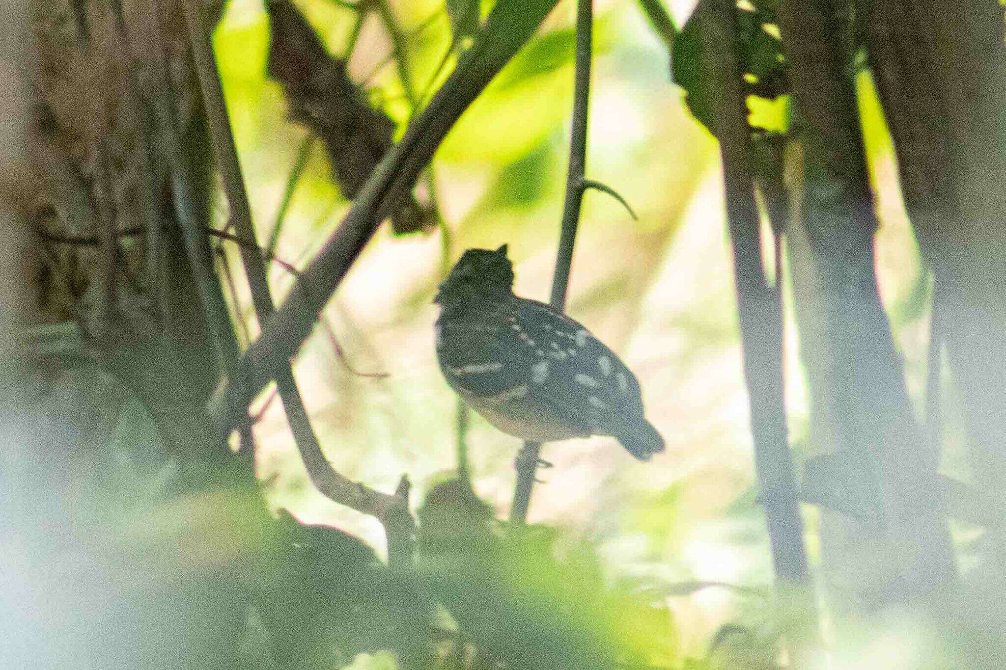 Image of Dot-backed Antbird