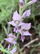 Gladiolus oatesii Rolfe resmi