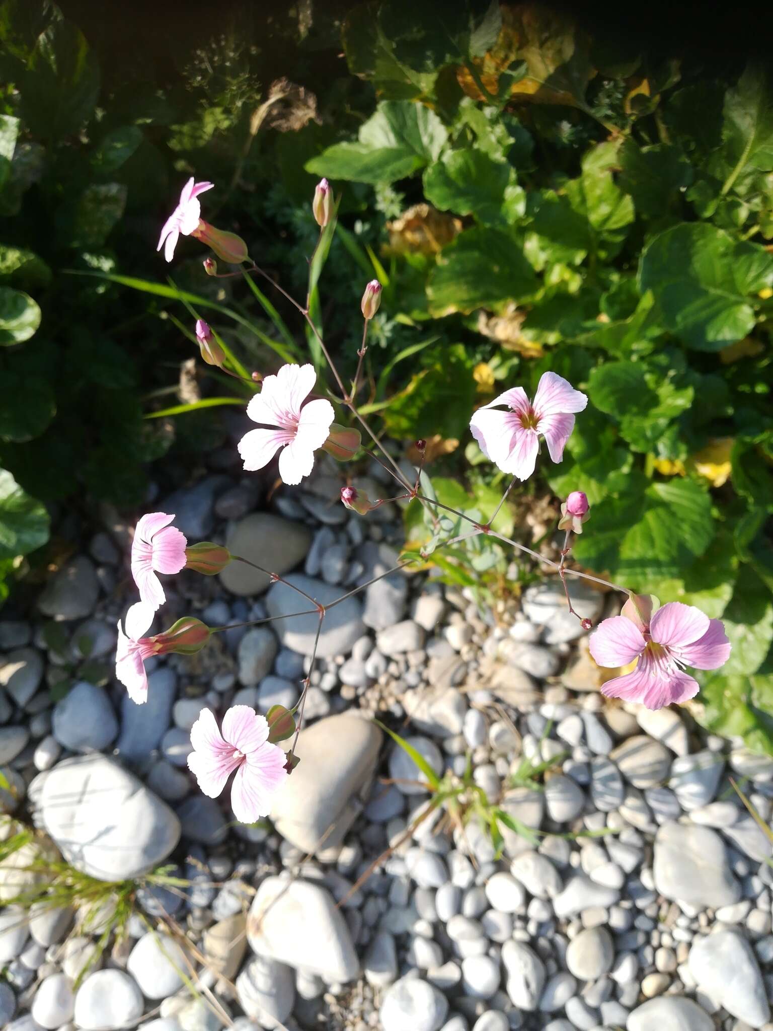 Image of soapwort