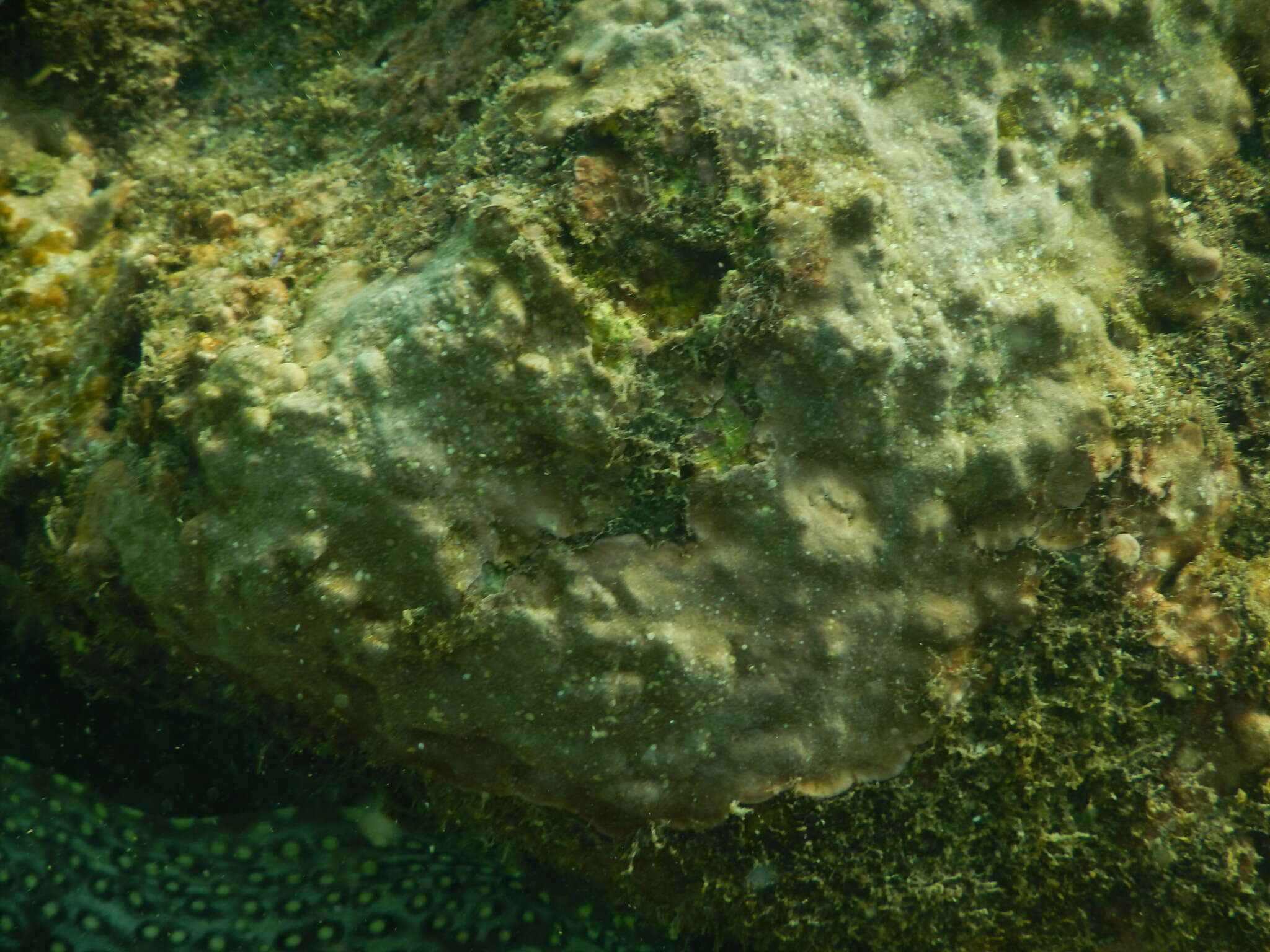 Image of hump coral