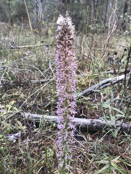 Слика од Liatris elegans (Walt.) Michx.