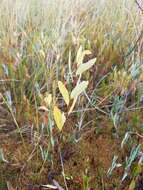 Image of bog willow