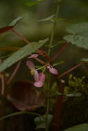 Image of Begonia dipetala Graham