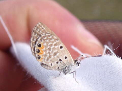 Image of Grass jewel